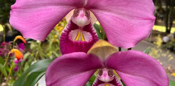 Las orquídeas y sus cuidados