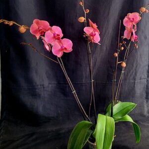 Phalaenopsis Narbonne 3 varas Superb