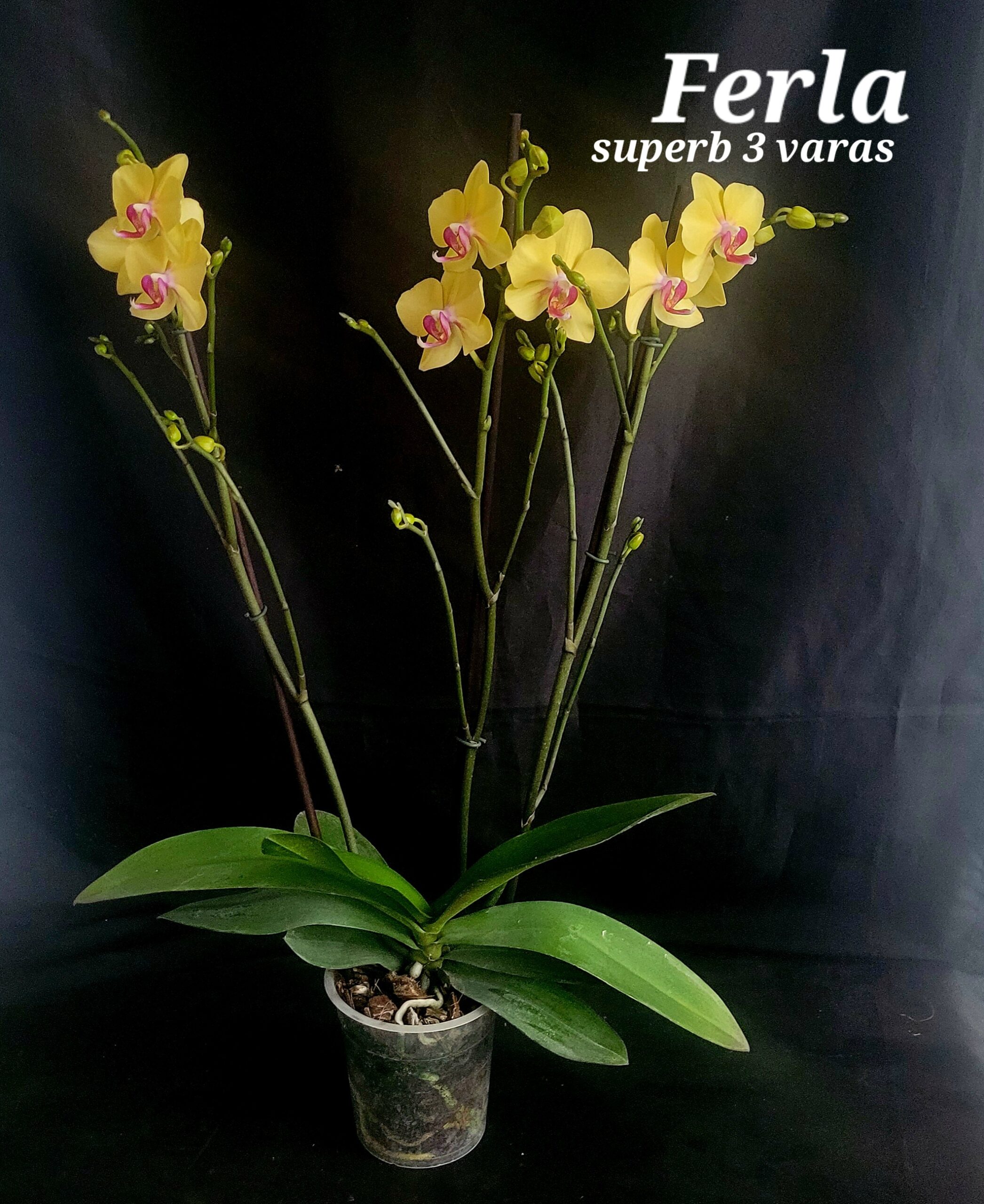 Como cultivar Orquídeas