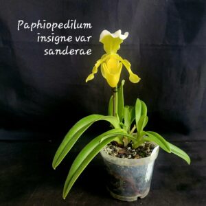 Paphiopedilum insigne var. Sanderae