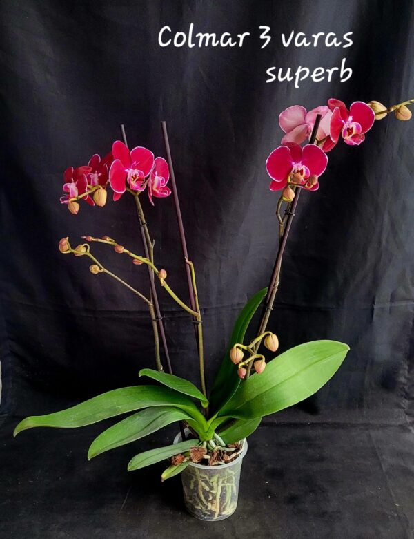 Phalaenopsis Colmar 3 varas Superb