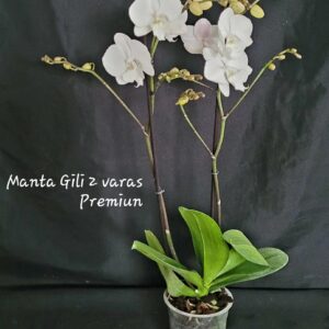 Phalaenopsis Manta Gili 2 varas Premiun