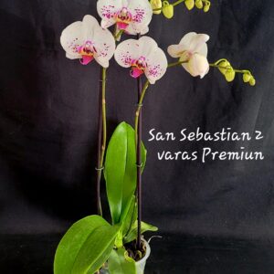 Phalaenopsis San Sebastian 2 varas Premiun