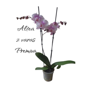 Phalaenopsis Altea 2 varas Premiun