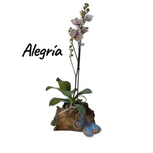 Alegria