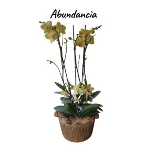 Abundancia