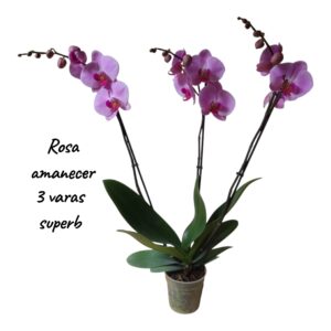 Phalaenopsis Rosa Amanecer  3 varas Superb
