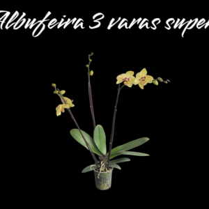 Phalaenopsis Albufeira 3 varas Superb