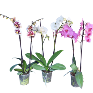 Combo 3 Phalaenopsis premiun 2 varas