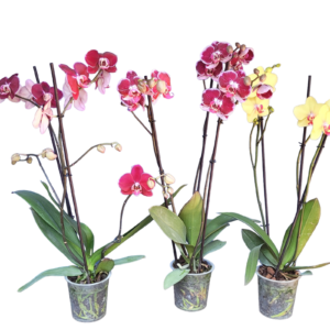 Combo 3 Phalaenopsis superb 3 varas