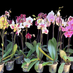 Combo 50 Phalaenopsis premiun 2 varas