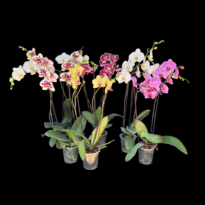 Combo 6 Phalaenopsis premiun 2 varas