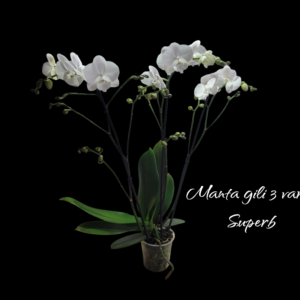 Phalaenopsis Manta Gili 3 varas superb