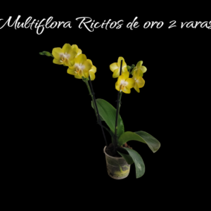 Multiflora Ricitos de oro 2 varas