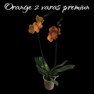 Phalaenopsis Orange 2 varas Premiun