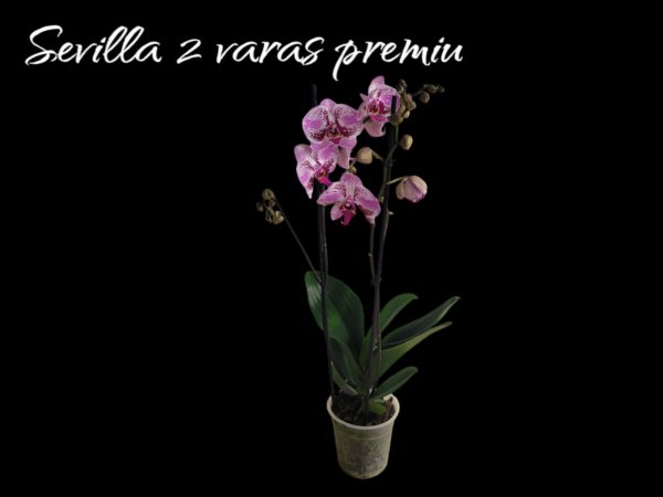 Phalaenopsis Sevilla 2 varas