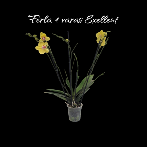Phalaenopsis Ferla 4 varas Exellent