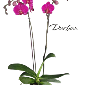 Phalaenopsis Durban 2 varas Premiun