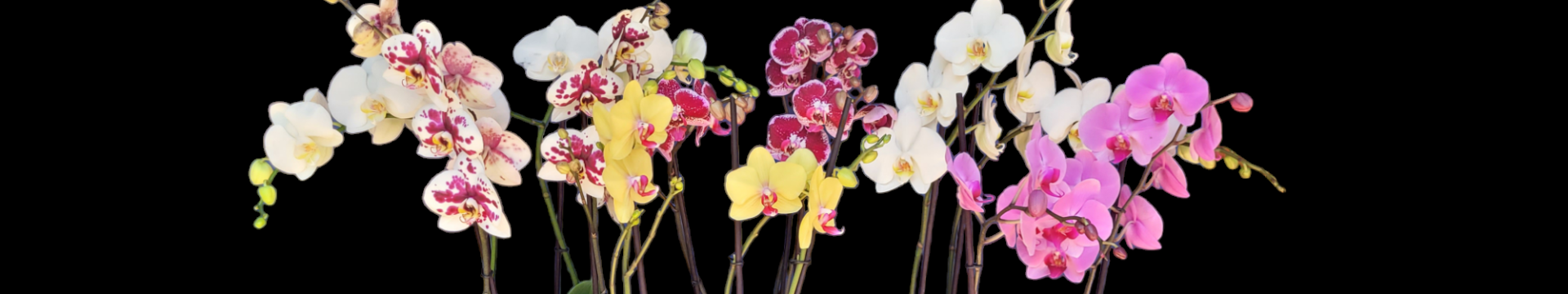 Las orquídeas y sus cuidados