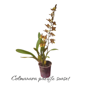Colmanara Pacific sunset