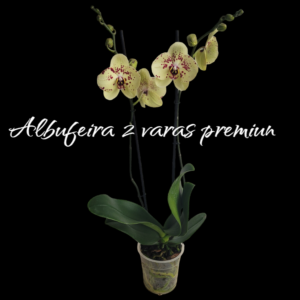 Phalaenopsis Albufeira 2 varas Premiun