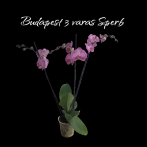 Phalaenopsis Budapest 3 varas superb