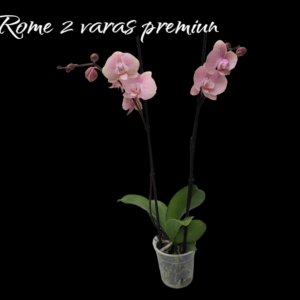 Phalaenopsis Rome 2 varas premiun