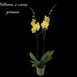 Phalaenopsis Volterra 2 varas premiun