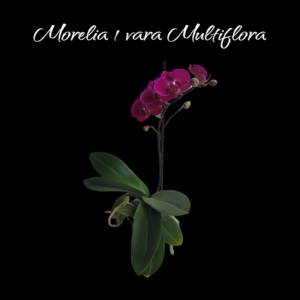 Multiflora Morelia 1 vara