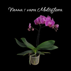 Multiflora vienna 1 vara