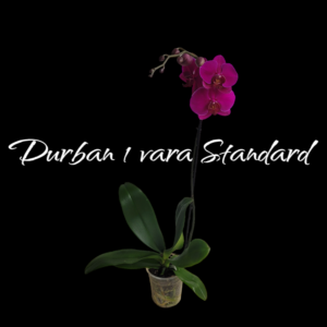 Phalaenopsis Durban 1 vara Standard