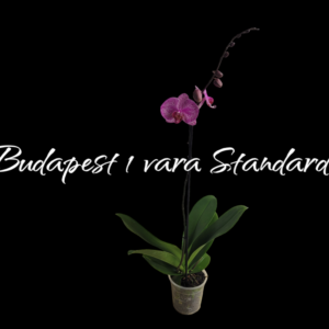 Phalaenopsis Budapest 1 vara Standard