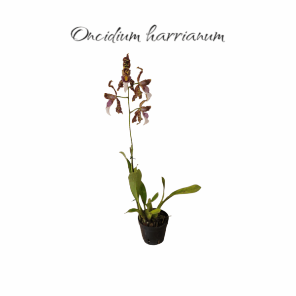 Oncidium (Odontoglossum) harrianum
