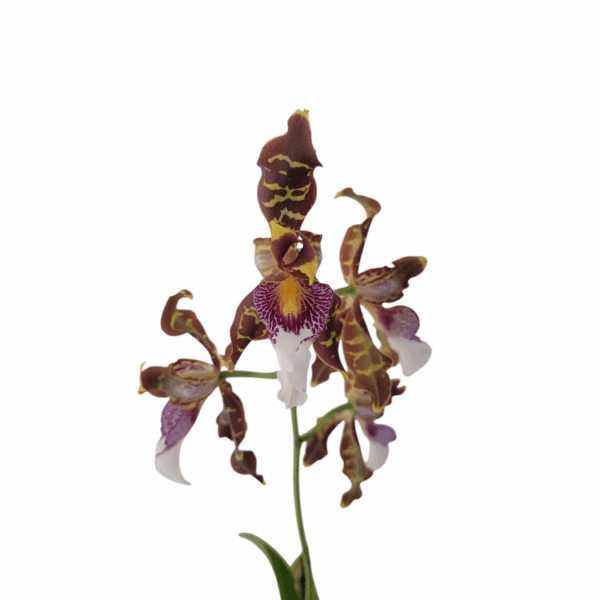 Oncidium (Odontoglossum) harrianum - Image 2