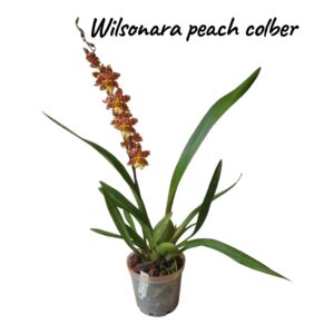 Wilsonara peach colber