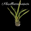 Maxillaria Nasuta sin flor - Image 2