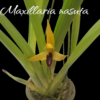 Maxillaria Nasuta sin flor