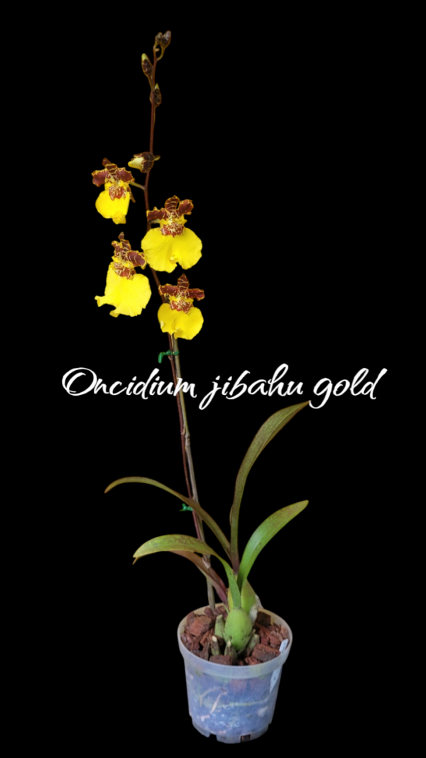 Oncidium jibahu gold