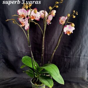 Phalaenopsis Minsk 3 varas Superb