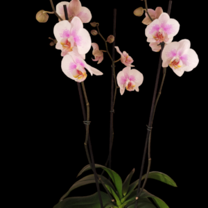 Phalaenopsis Magic art 3 varas Superb