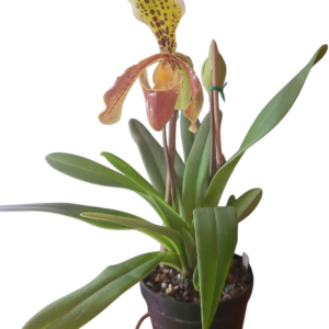 Paphiopedilum insigne