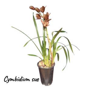 Cymbidium sue 1 vara