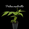 Palma molinillo