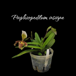 Paphiopedilum insigne