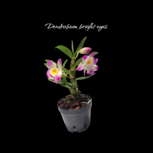 Dendrobium bright eyes