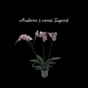 Phalaenopsis Andorra 3 varas Superb