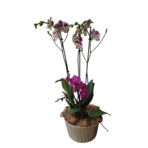 Primavera