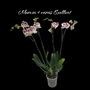 Phalaenopsis Murcia 4 varas exellent