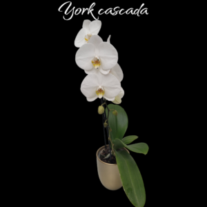 Phalaenopsis Cascada york 1 vara