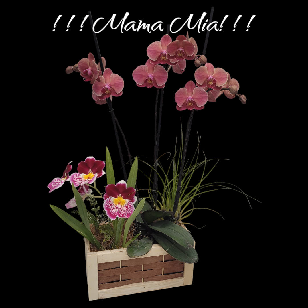 Orquídeas para MAMÁ